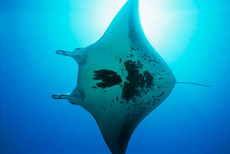 Manta ray. Manta birostris. Sea life. Underwater. Ocean.