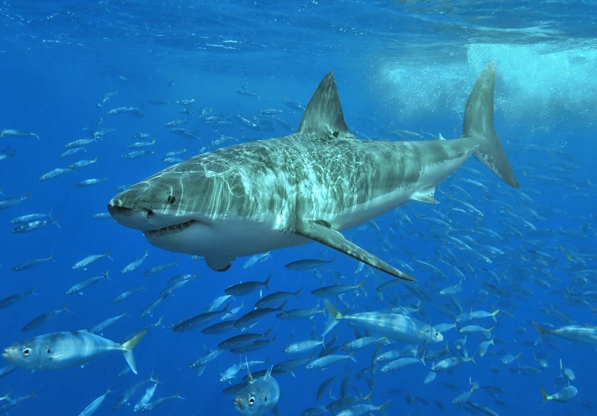 Λευκός καρχαρίας στη Γουαδελούπη, Μεξικό