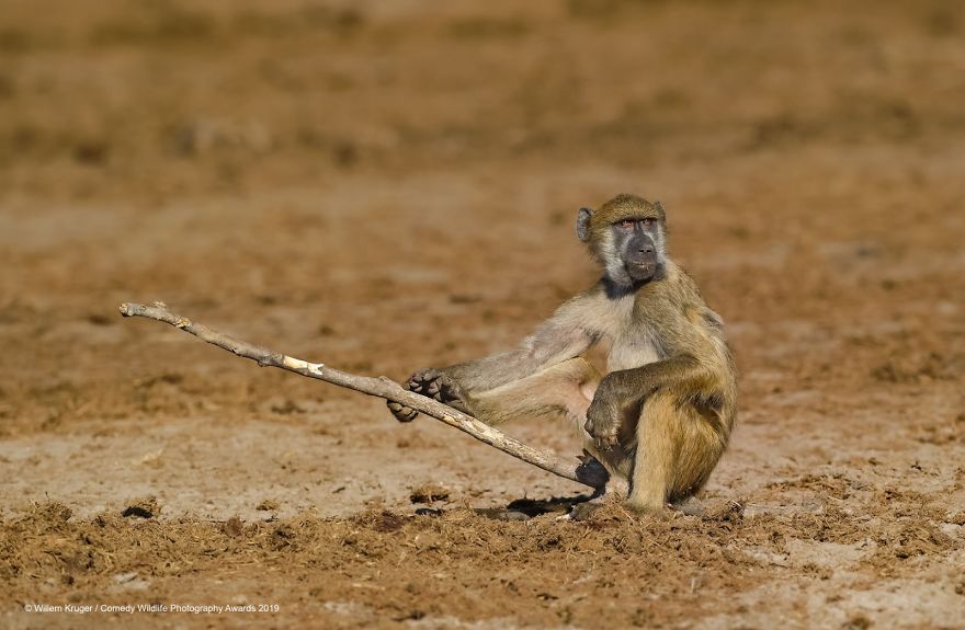 Baboon Fishing