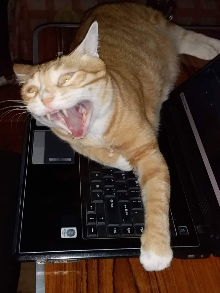 20+ Cats Who Are Good at Being Monsters
