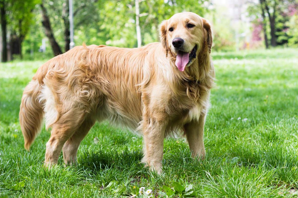 five universal personality traits of the golden retriever 556d979a5dbc8 أفضل 5 أنواع الكلاب المنزلية واسعارها - الدليل الشامل للمبتدئين 1 أفضل 5 أنواع الكلاب المنزلية واسعارها - الدليل الشامل للمبتدئين