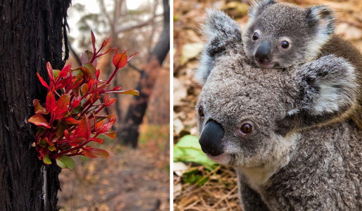 Η Αυστραλία «ξαναγεννιέται»: Φωτογραφίες από την δύναμη της φύσης προκαλούν αισιοδοξία