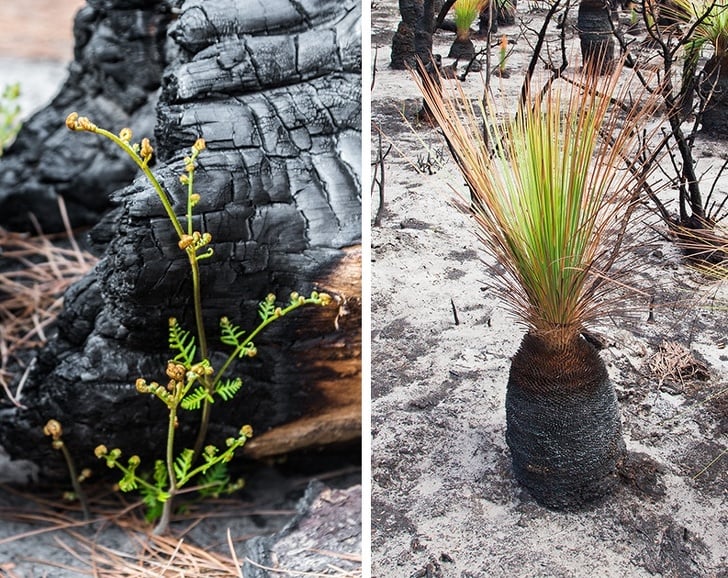 Australian Forests Are Springing Back to Life After the Devastating Bushfires. Here Are 20 Fresh Photos of Hope