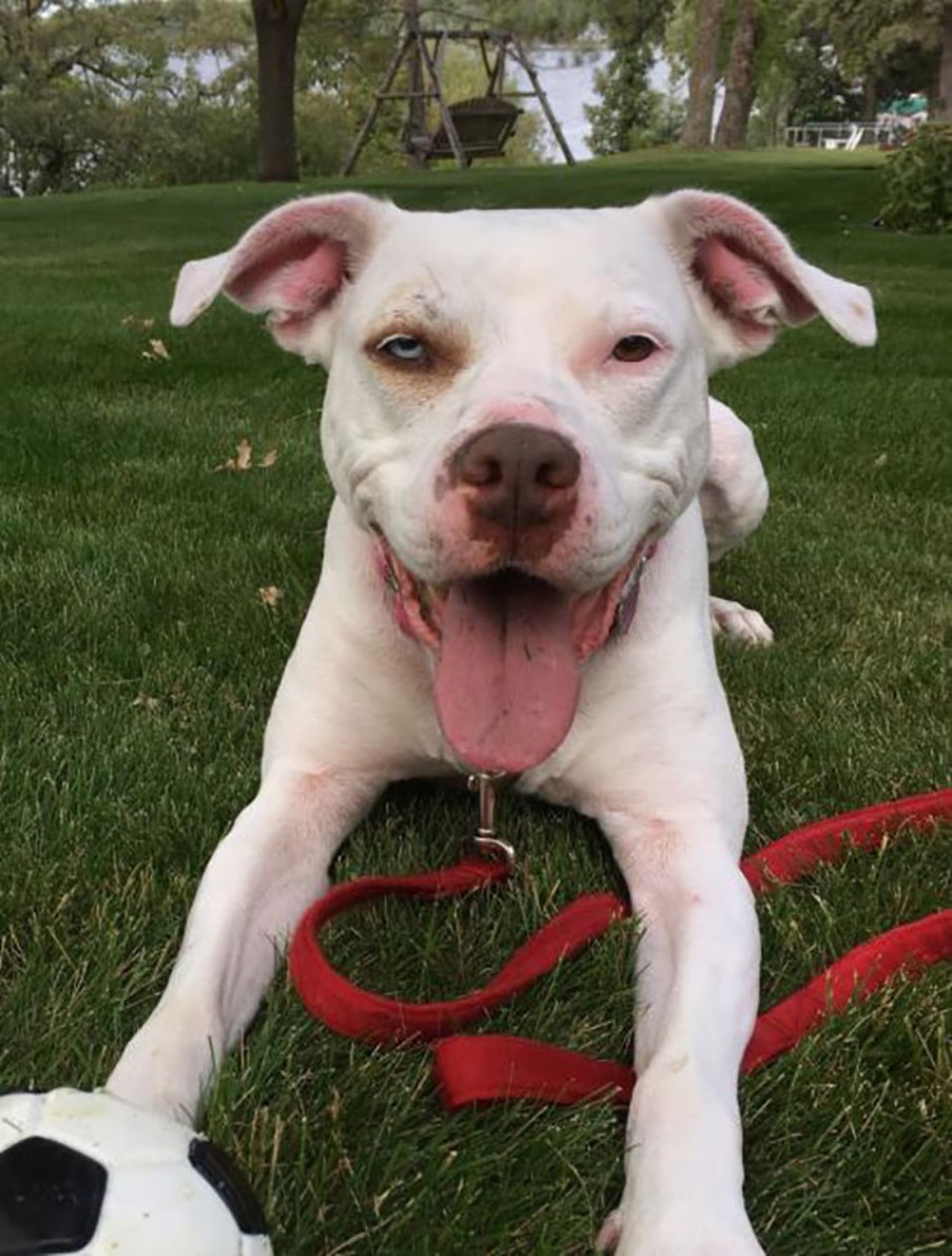 ΒΙΡΤΖΙΝΙΑ dogs-on-beer-cans-adoption-fargo-4-luv-of-dog-rescue