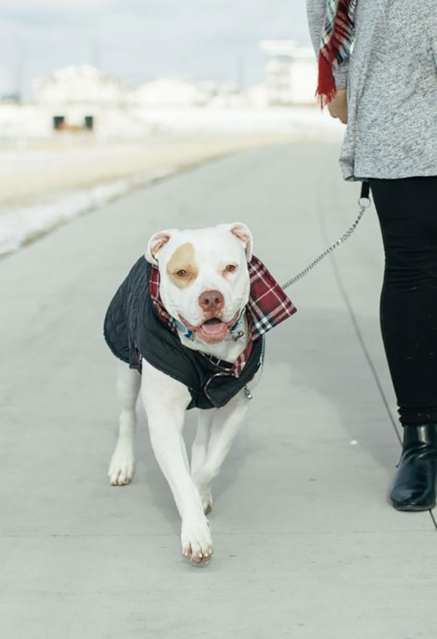 ΧΟΜΠΙ dogs-on-beer-cans-adoption-fargo-4-luv-of-dog-rescue