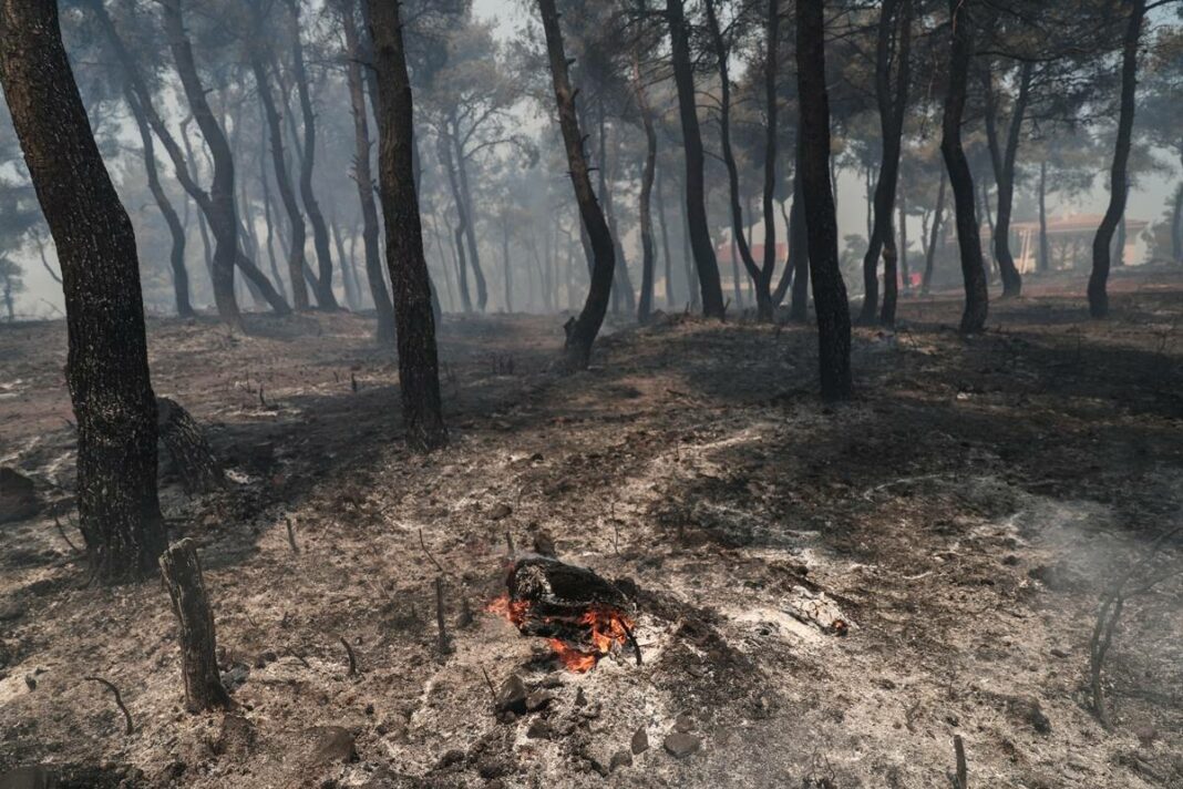 Σταμάτα: Σύλληψη μελισσοκόμου για εμπρησμό εξ αμελείας! fotia stamata 1