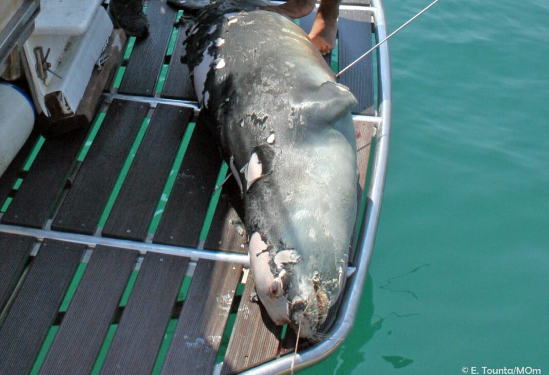 φώκια αλόννησος νεκρή