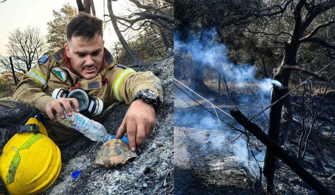 Πυροσβέστης στην Πτέρη Αχαΐας δρόσισε χελώνα που επέζησε από τις φλόγες φωτιά πυροσβέστης χελώνα