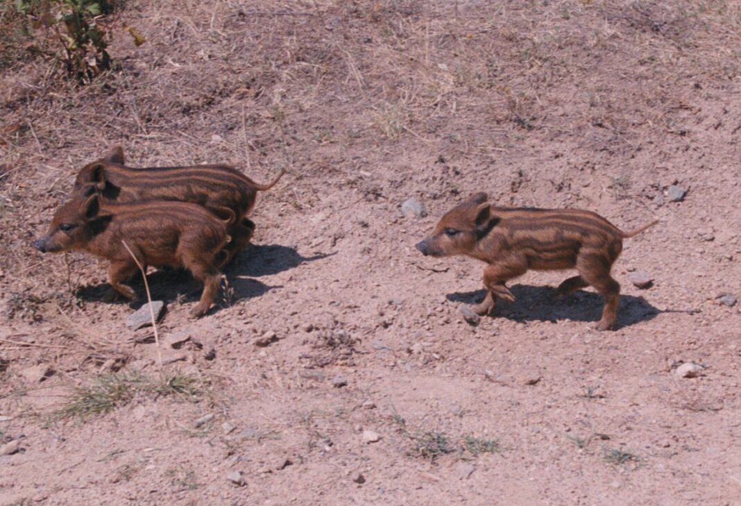 agriogourouna