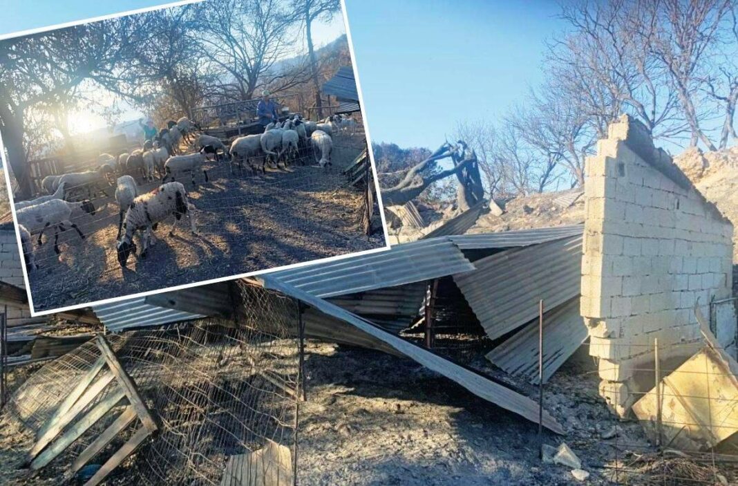 Κραυγή αγωνίας από τους κτηνοτρόφους της βόρειας Ευβοίας: «Άφησαν τη φωτιά να μας νικήσει» mantria fotia