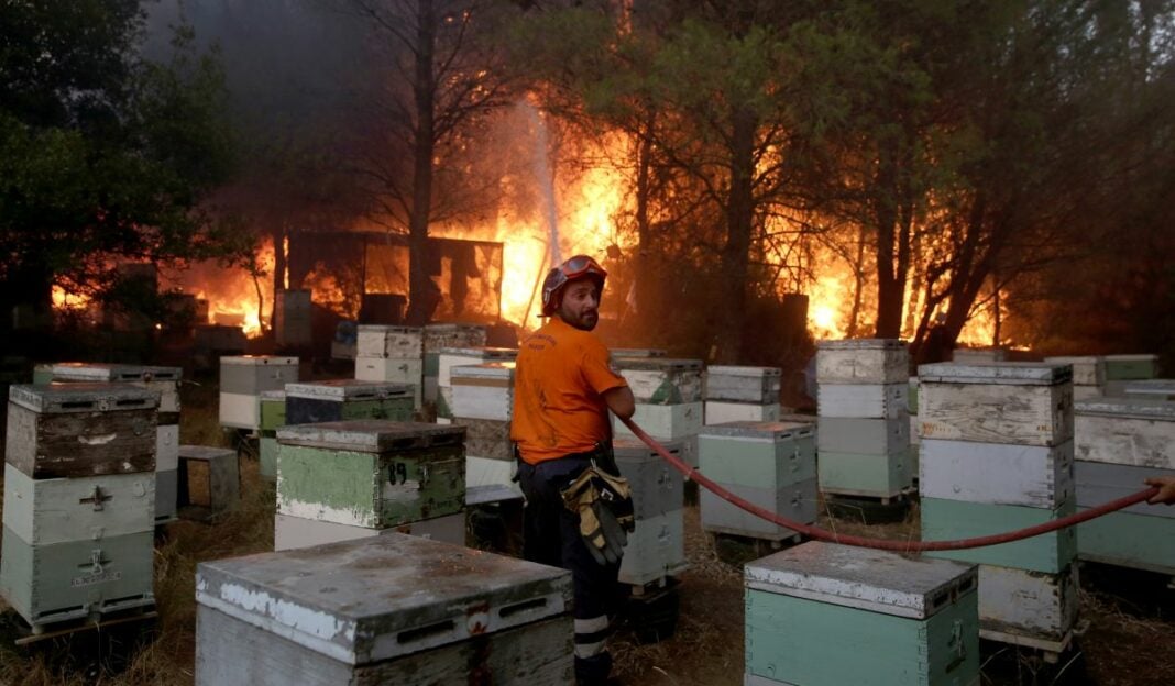 Το τίμημα των πυρκαγιών θα το πληρώνει η ελληνική μελισσοκομία για τα επόμενα 30 χρόνια... φωτιά μελίσσια Βαρυμπόμπη
