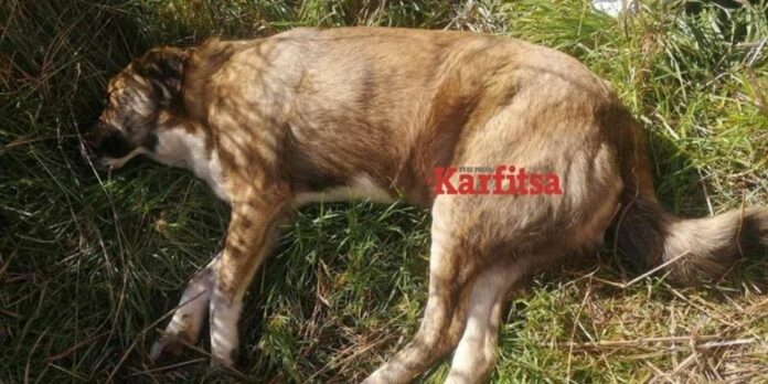Κατερίνη: Άρρωστοι δράστες πυροβόλησαν σκύλο 30 φορές!