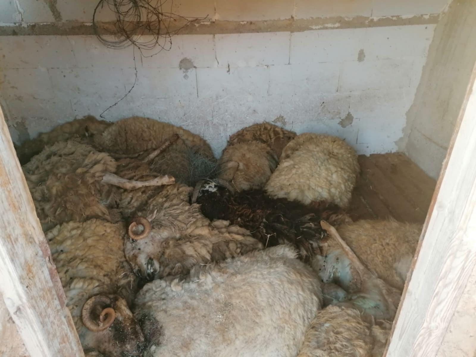 Σοκαριστικό περιστατικό στη Σέριφο: 27 πρόβατα πέθαναν κλειδωμένα χωρίς νερό μέσα σε εκκλησάκι. Οργή και ζημιές στον Ναό της Αγίας Τριάδας.