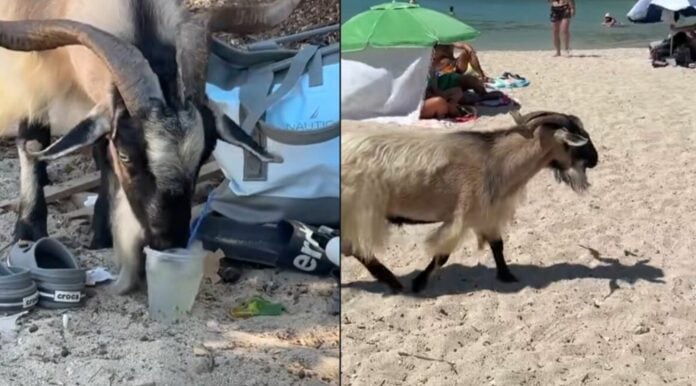 Viral η κατσίκα στα Σύβοτα που... πίνει τα μοχίτο των τουριστών
