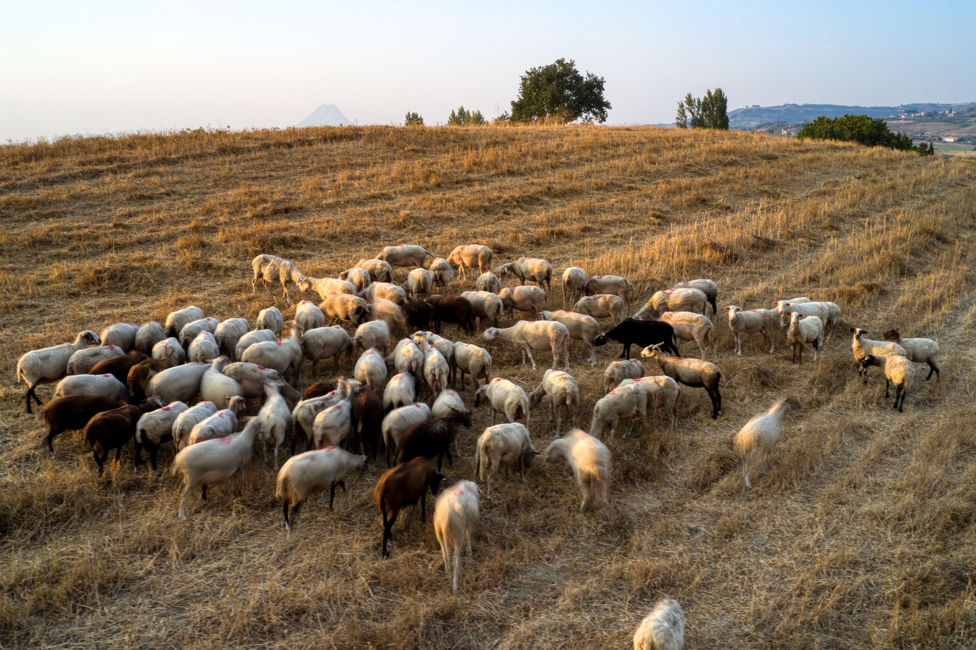 Ευλογιά αιγοπροβάτων: Κτηνοτρόφοι σε απόγνωση ετοιμάζουν μπλόκο