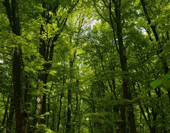 Άγρια φύση Κένυας