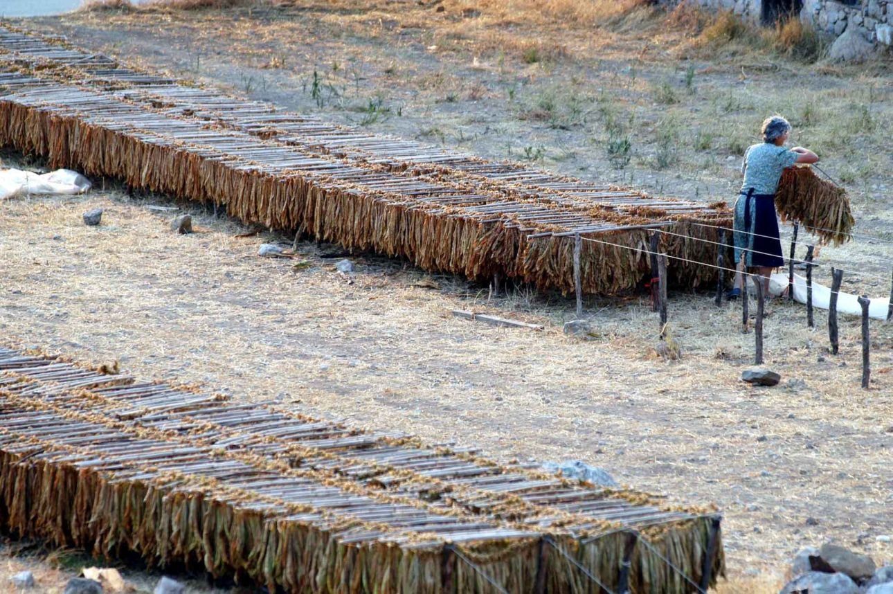 Βελόπουλος: Στη Βουλή η αποκάλυψη του Newsbreak  για τη «θυσία» των Ελλήνων καπνοπαραγωγών