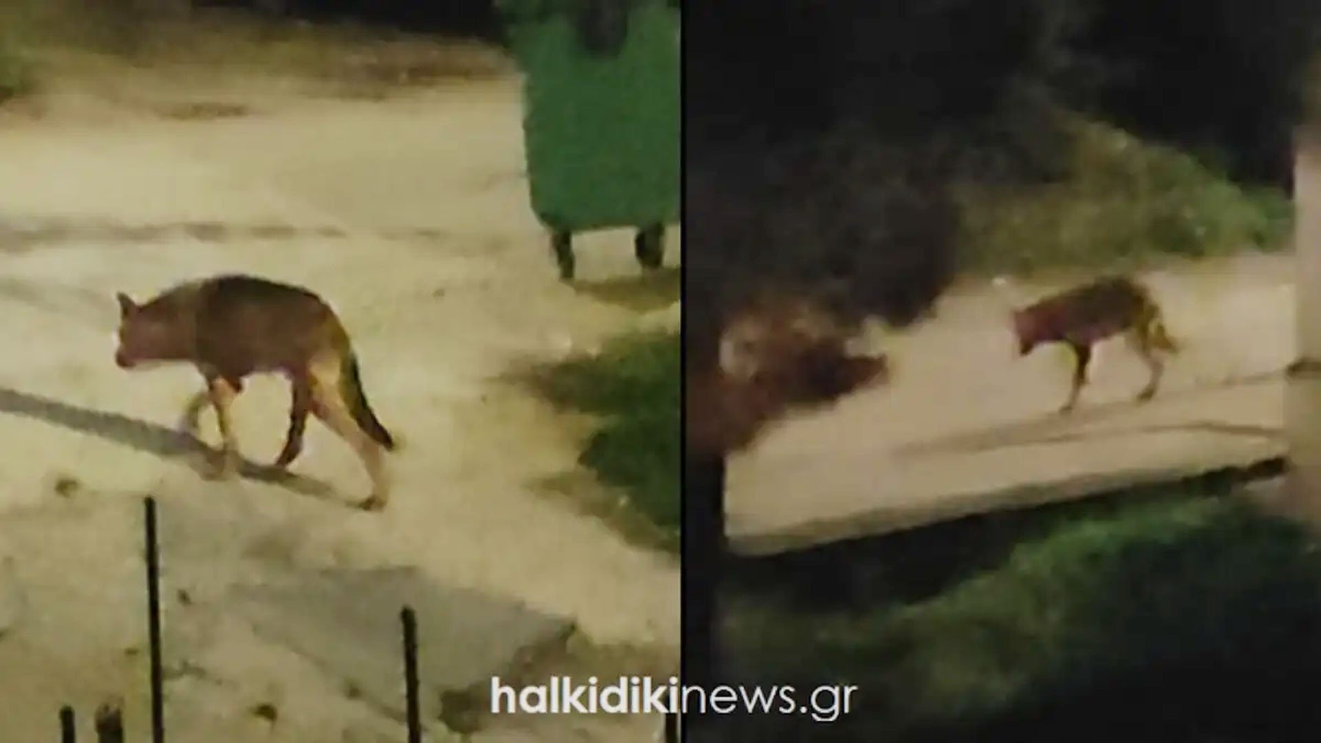 Μεγάλος λύκος κόβει βόλτες ανάμεσα στα σπίτια στη Χαλκιδική