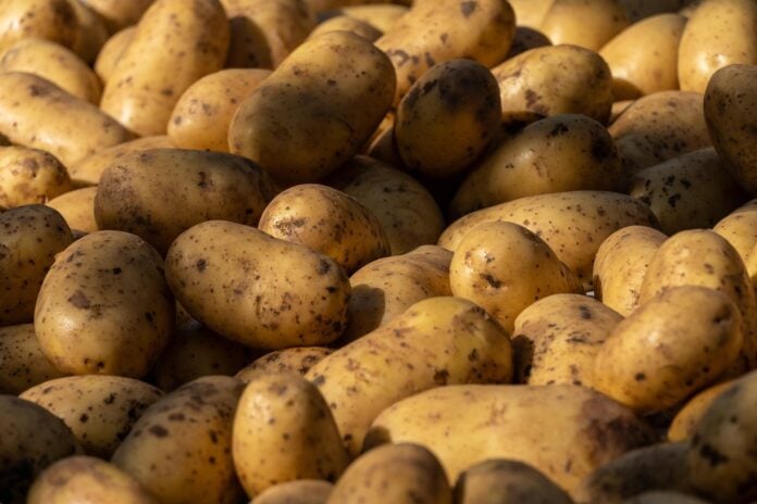 patates Πανικός για «δωρεάν πατάτες» στην Πολωνία – Χάθηκαν 150 τόνοι σε μία μέρα!