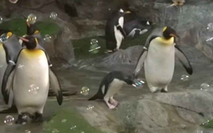 penguin1