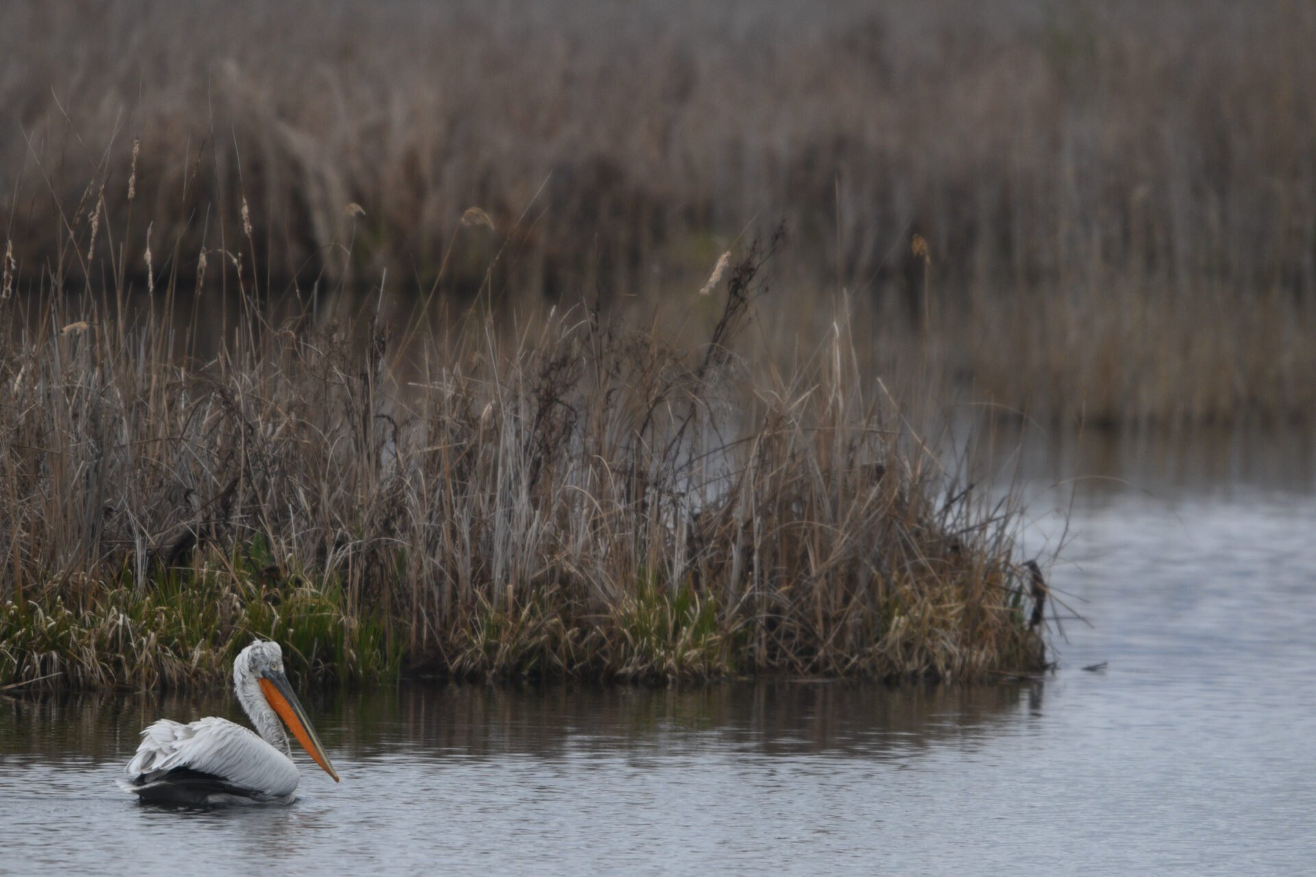 Μάχη για τη Μεγάλη Πρέσπα – Ελλάδα, Αλβανία και Σκόπια ενώνουν δυνάμεις