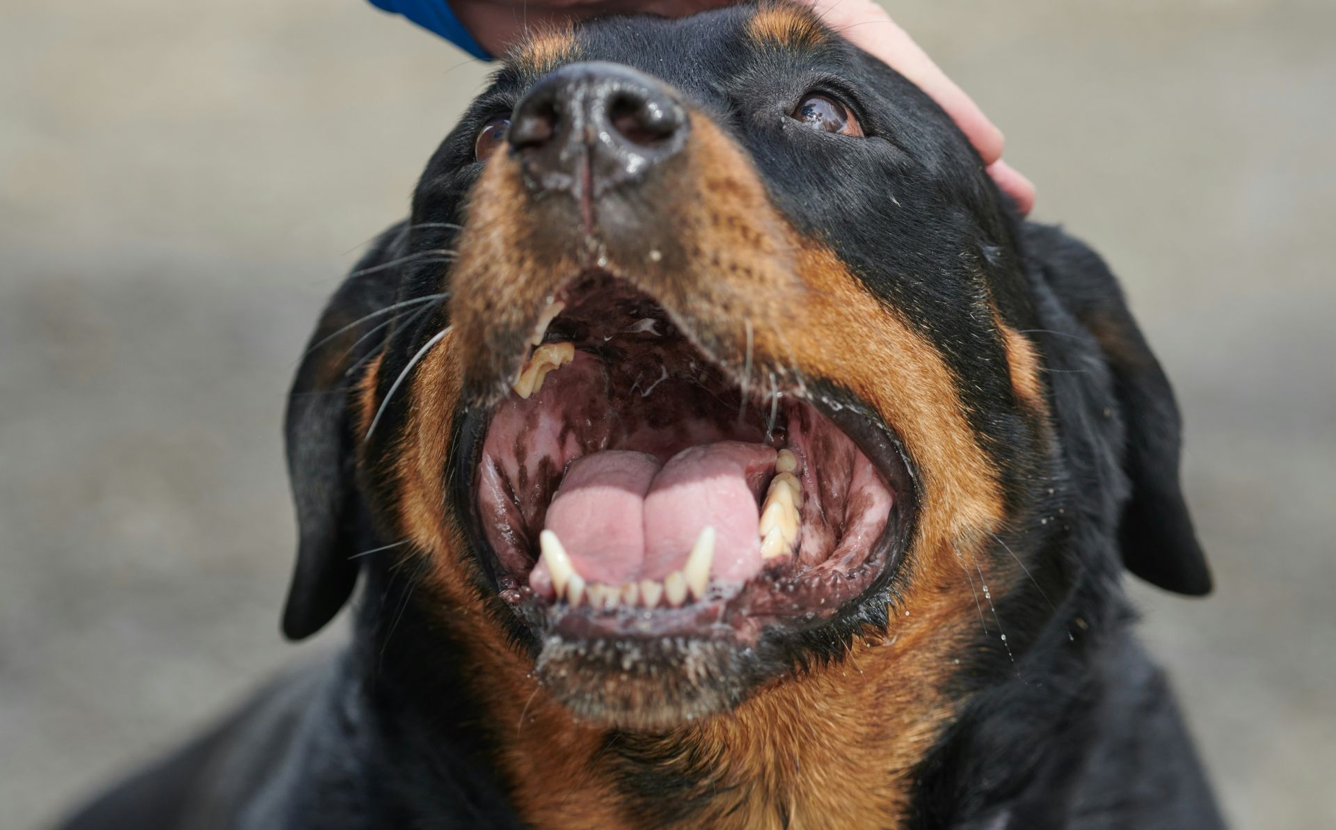 Αστυνομικός πυροβόλησε και σκότωσε ροτβάιλερ που επιτέθηκε σε άνδρα στην Καλαμάτα
