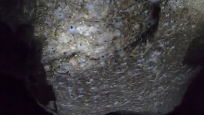 Ιστός Αράχνης που βρίσκονται 111.000 αράχνες