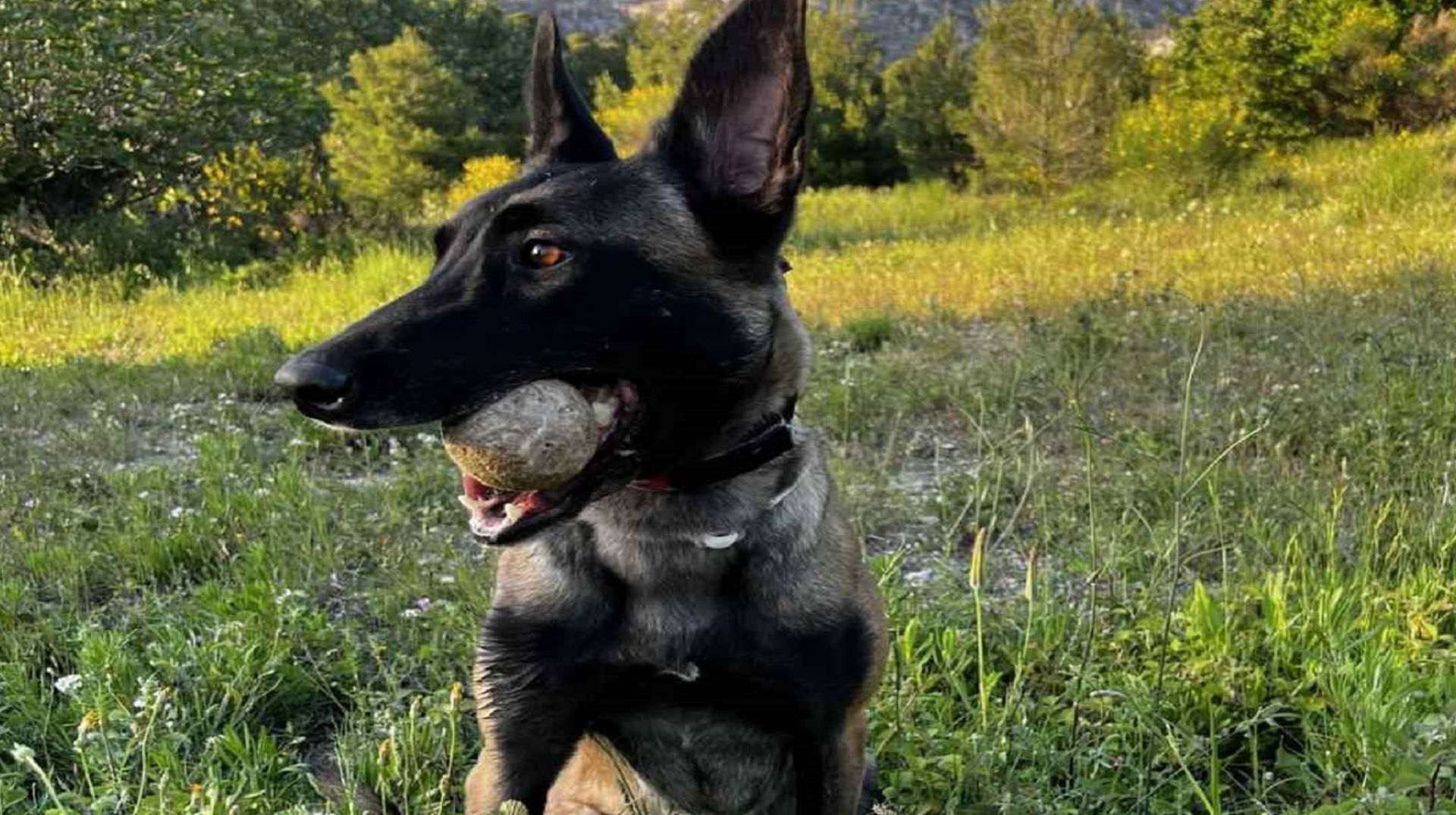 Ποιοι ήθελαν νεκρό τον Echo; – Σοκαριστικές καταγγελίες από εκπαιδευτή της Anubis για τη δολοφονία του σκύλου