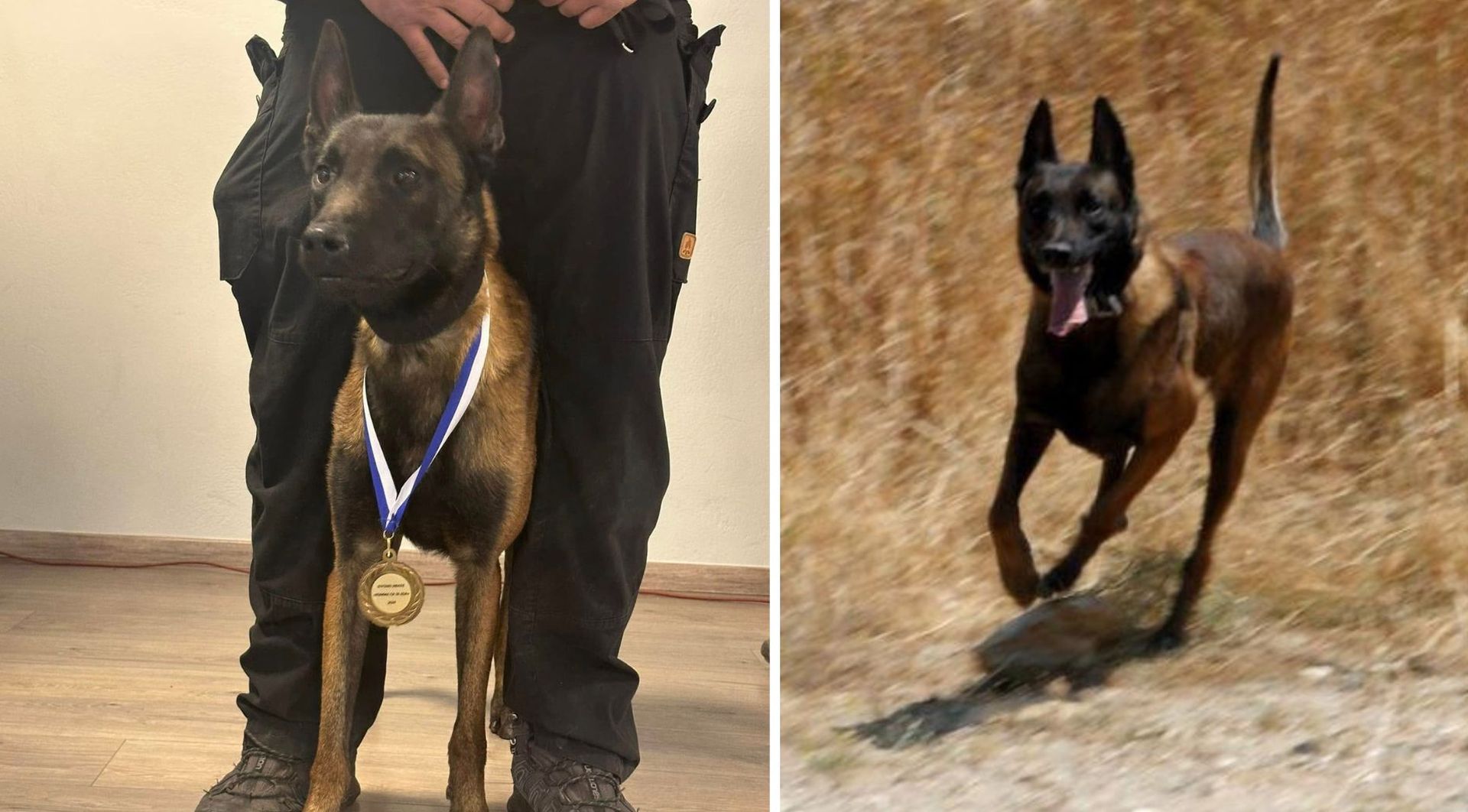 Σκότωσαν τον Echo! Θρήνος για τον σκύλο που συμμετείχε σε έρευνες για τα Τέμπη και για δολοφονίες