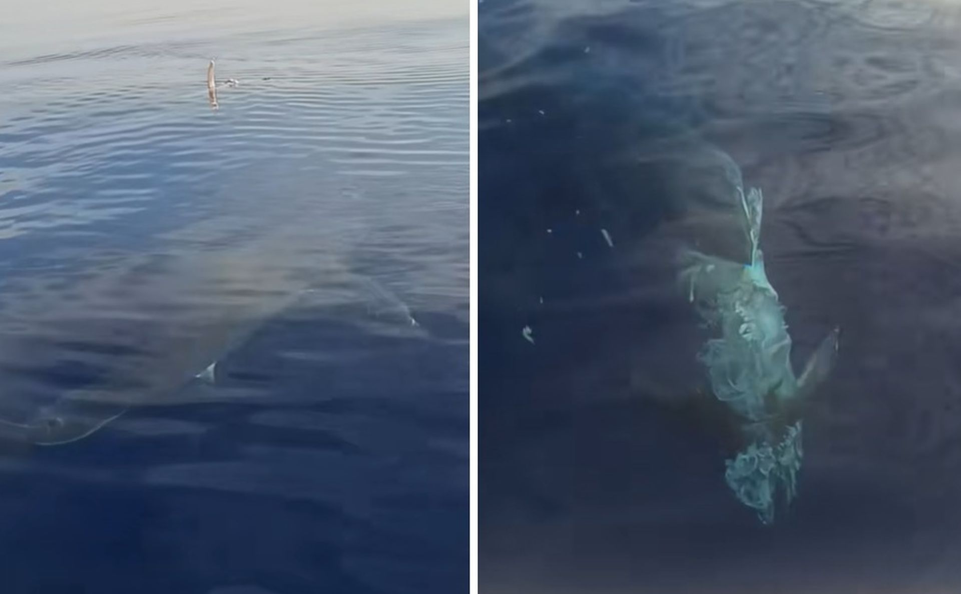 Καρχαρίας στην Κάρπαθο σκόρπισε τρόμο: «Πω πω! Είναι πέντε μέτρα»