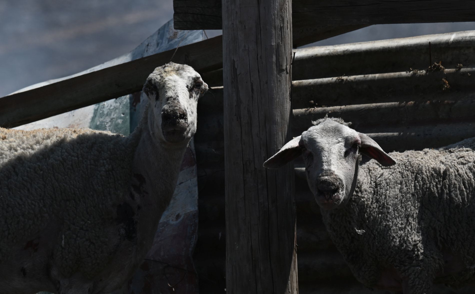 πρόβατα, ΟΠΕΚΕΠΕ