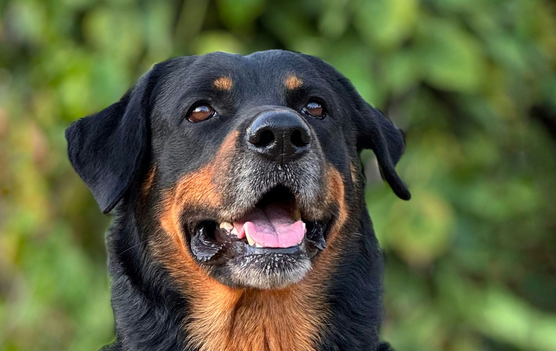 Φιλοζωικός Όμιλος Καλαμάτας για ροτβάιλερ: «Ευθύνονται οι συνθήκες που ζούσε»