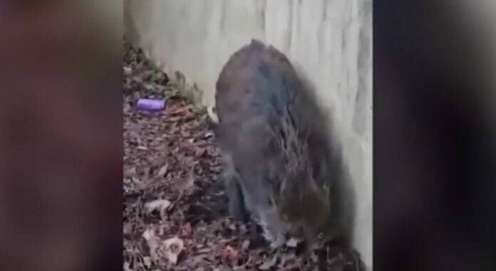 Έυοσμος: Καταδίωξη και σύλληψη αγριογούρουνου από αστυνομικούς Το αγριογούρουνο συνελήφθη