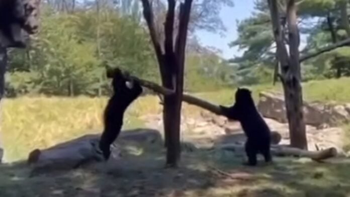 Οι αρκούδες που κάνουν τραμπάλα