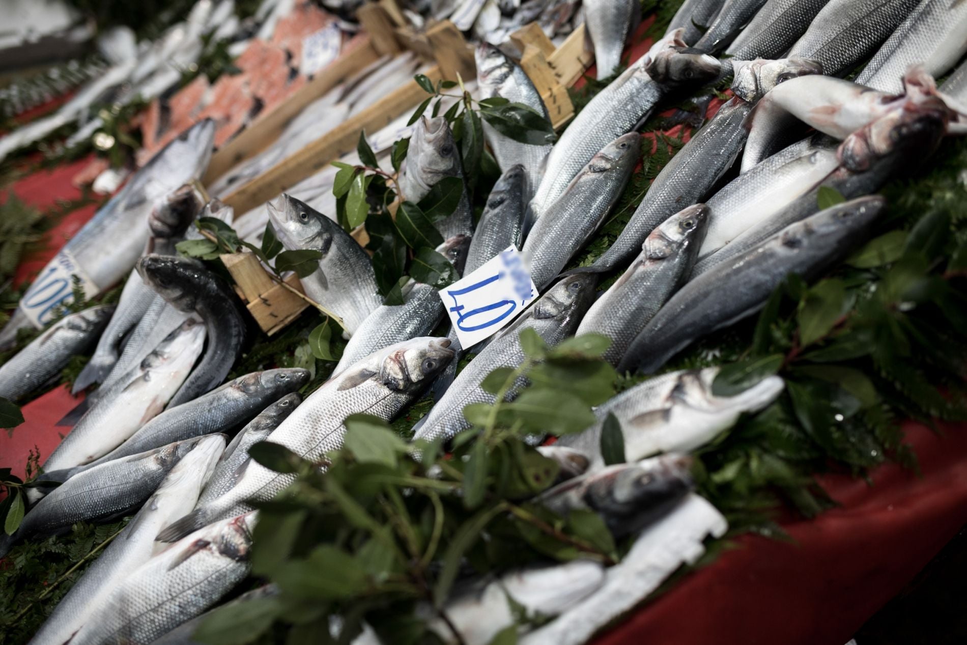 Μας χλευάζουν οι Τούρκοι: «Τα “φθηνά” ψάρια της Ελλάδας προέρχονται από την Τουρκία»