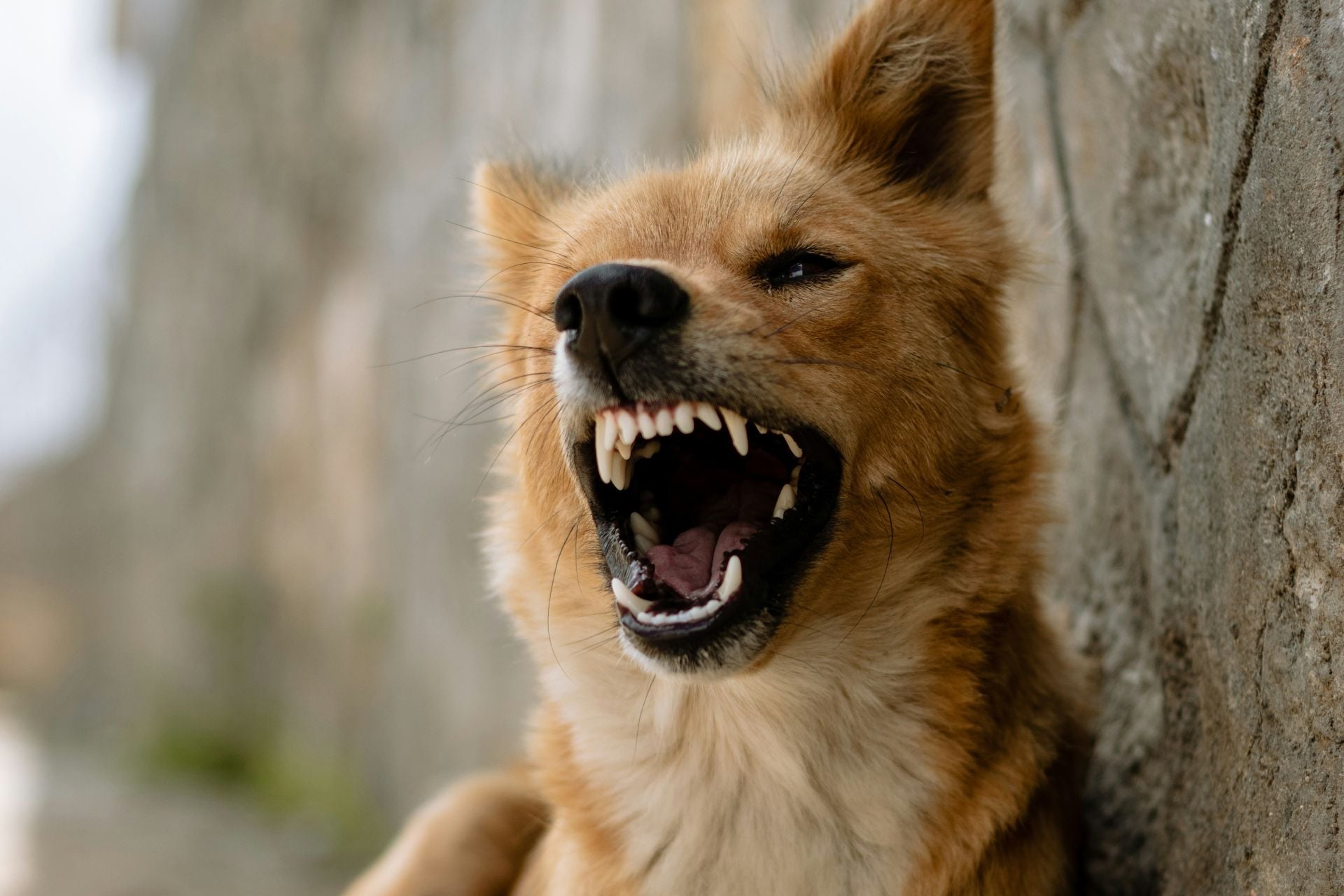 Επίθεση σκύλου στη Ζάκυνθο: Πάνω από 2500 περιστατικά στην Ελλάδα το 2023