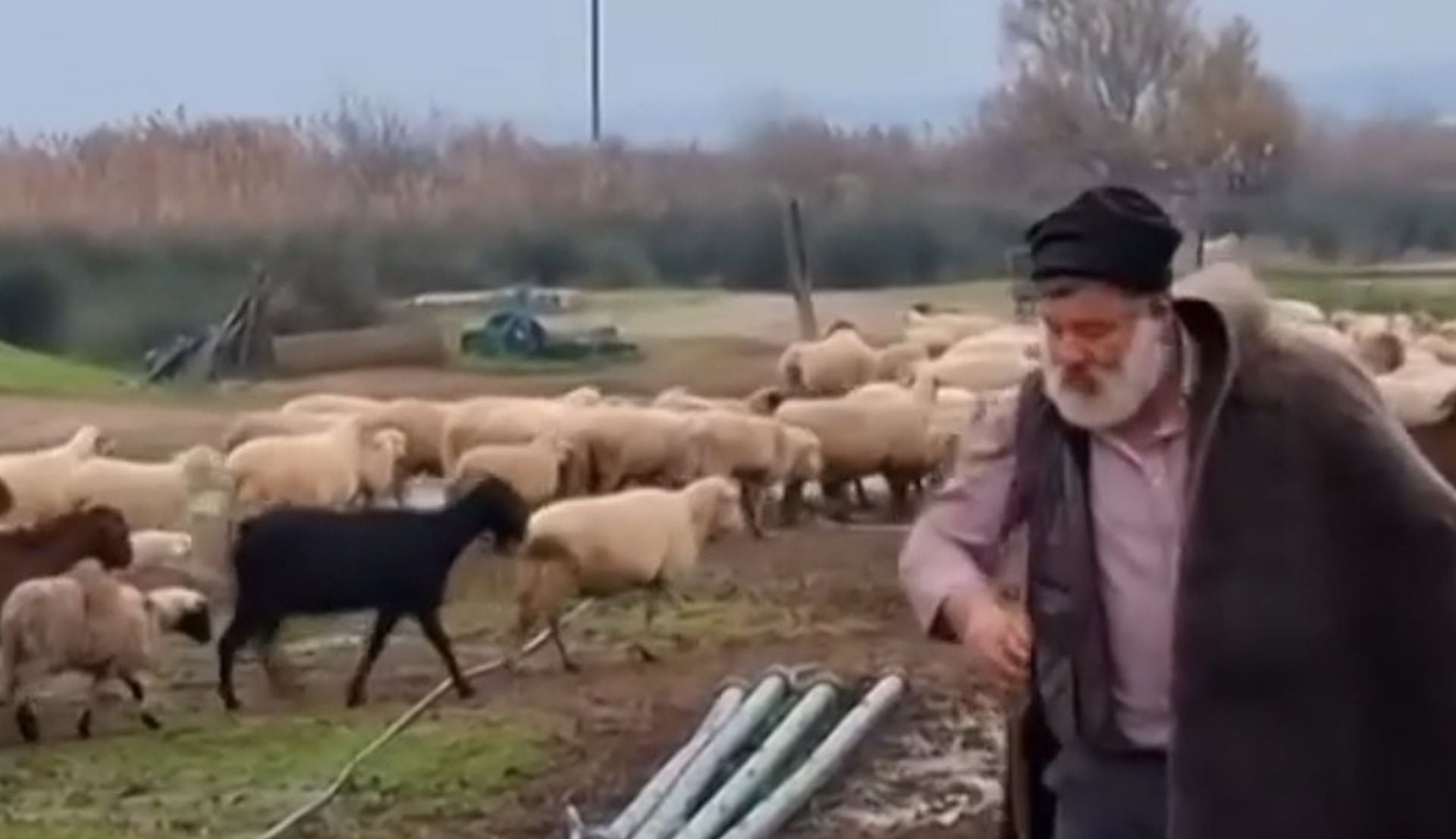 Θεσσαλονίκη: Σφαγιάστηκαν τα πρόβατα του κτηνοτρόφου που κατέρρευσε