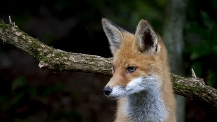 Η αλεπού στο Μέγαρο Μαξίμου