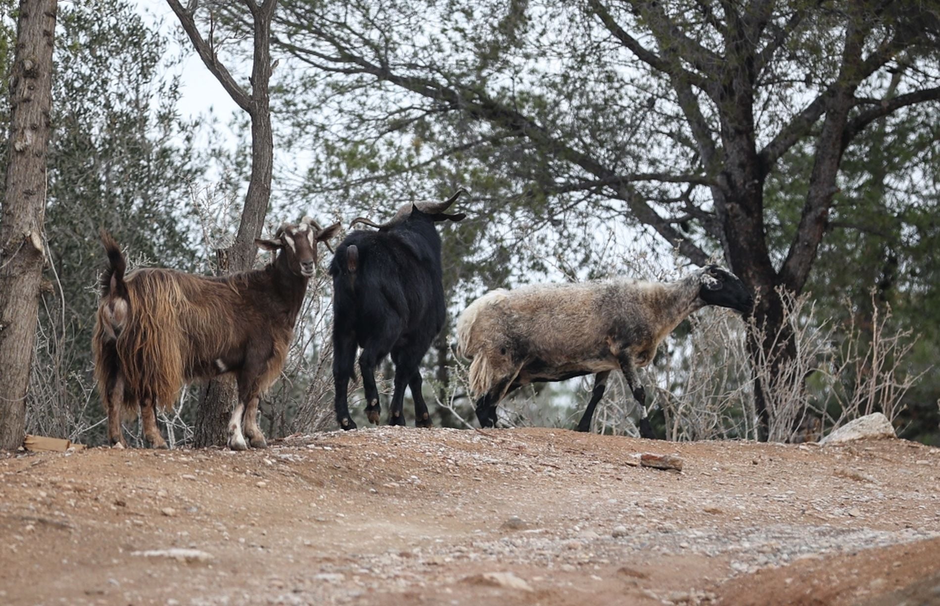 Αιγοπρόβατα, δάσος, Άδωνις