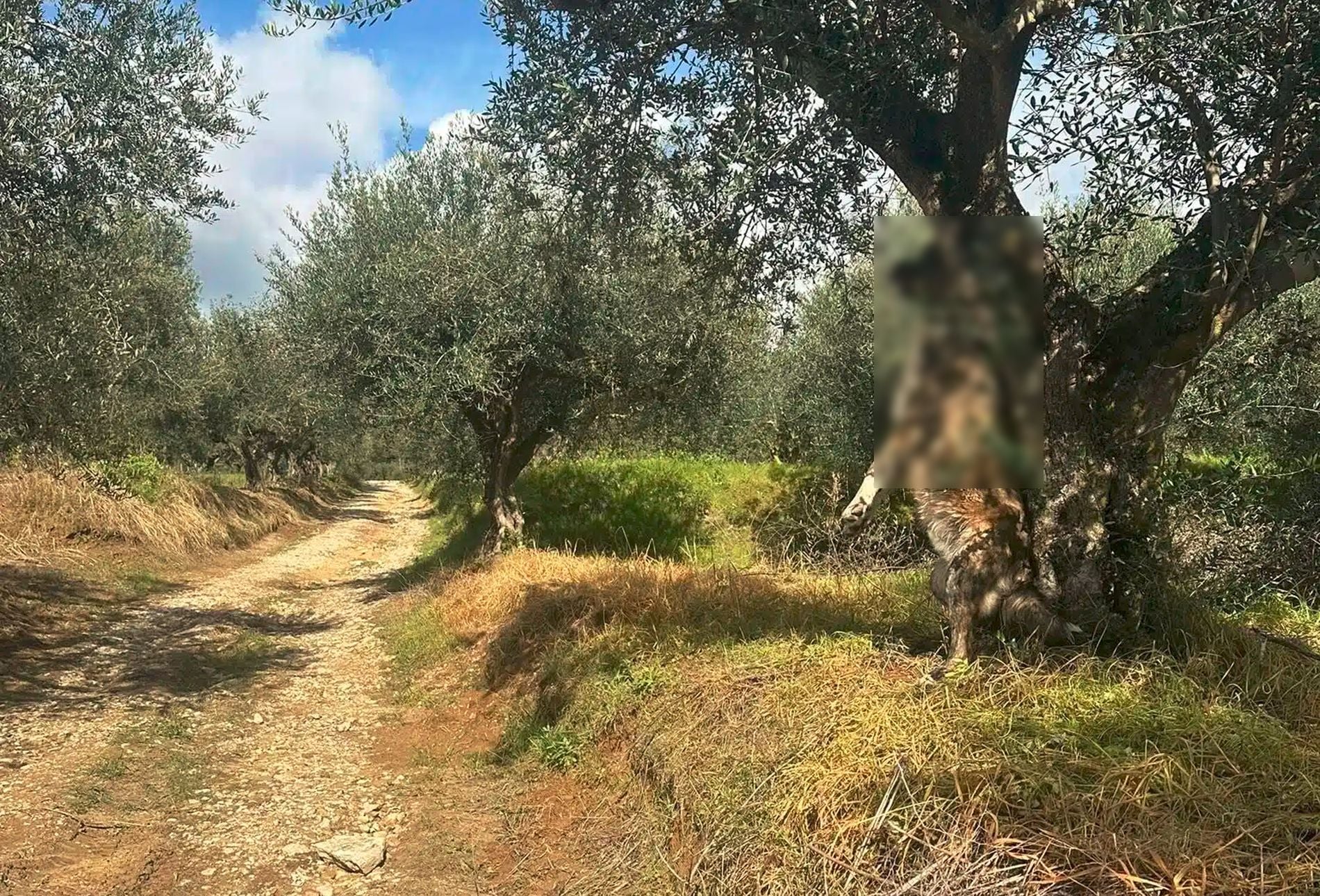 Σκυλί, δέντρο, απαγχονισμένο