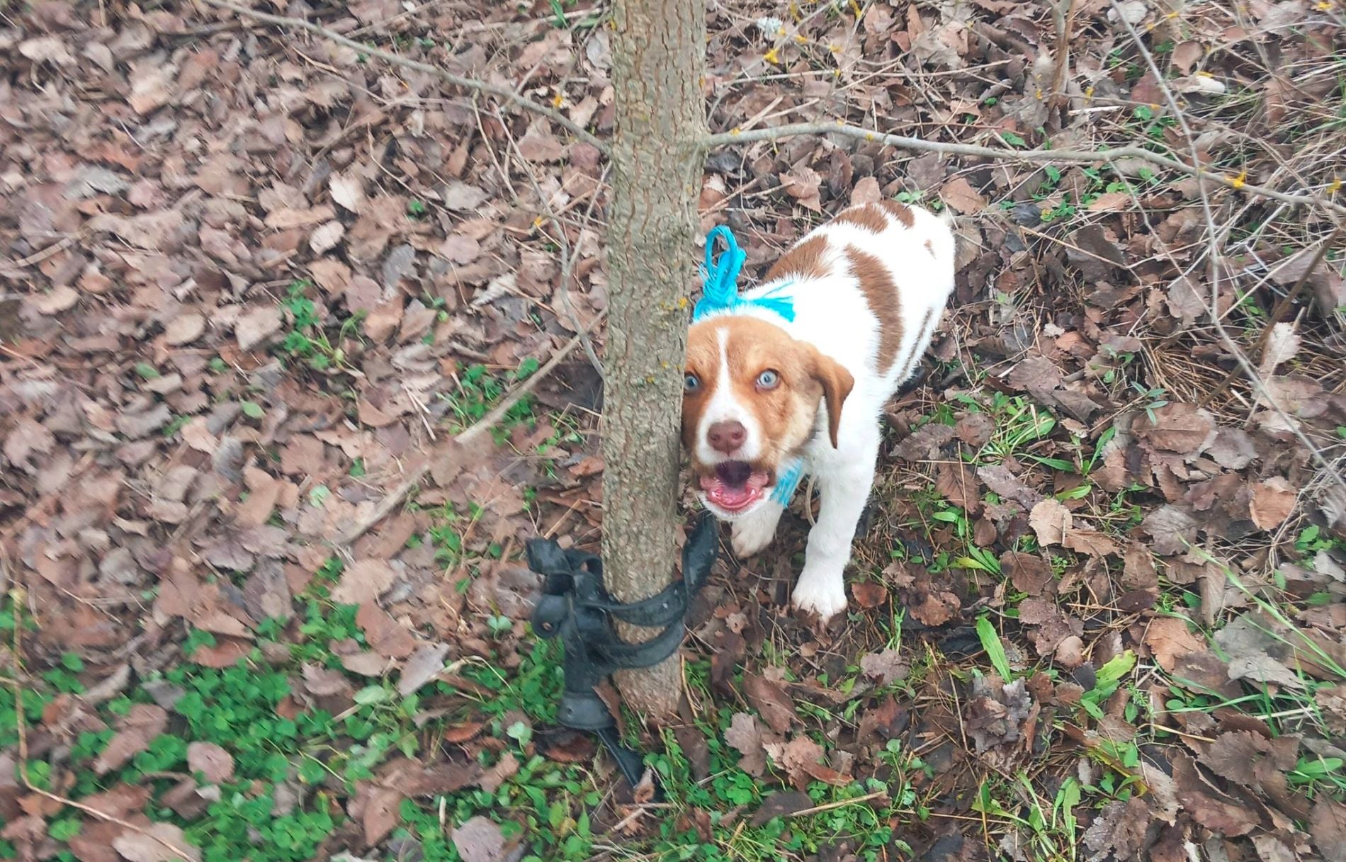 Σκυλί, δεμένο, Καρδίτσα