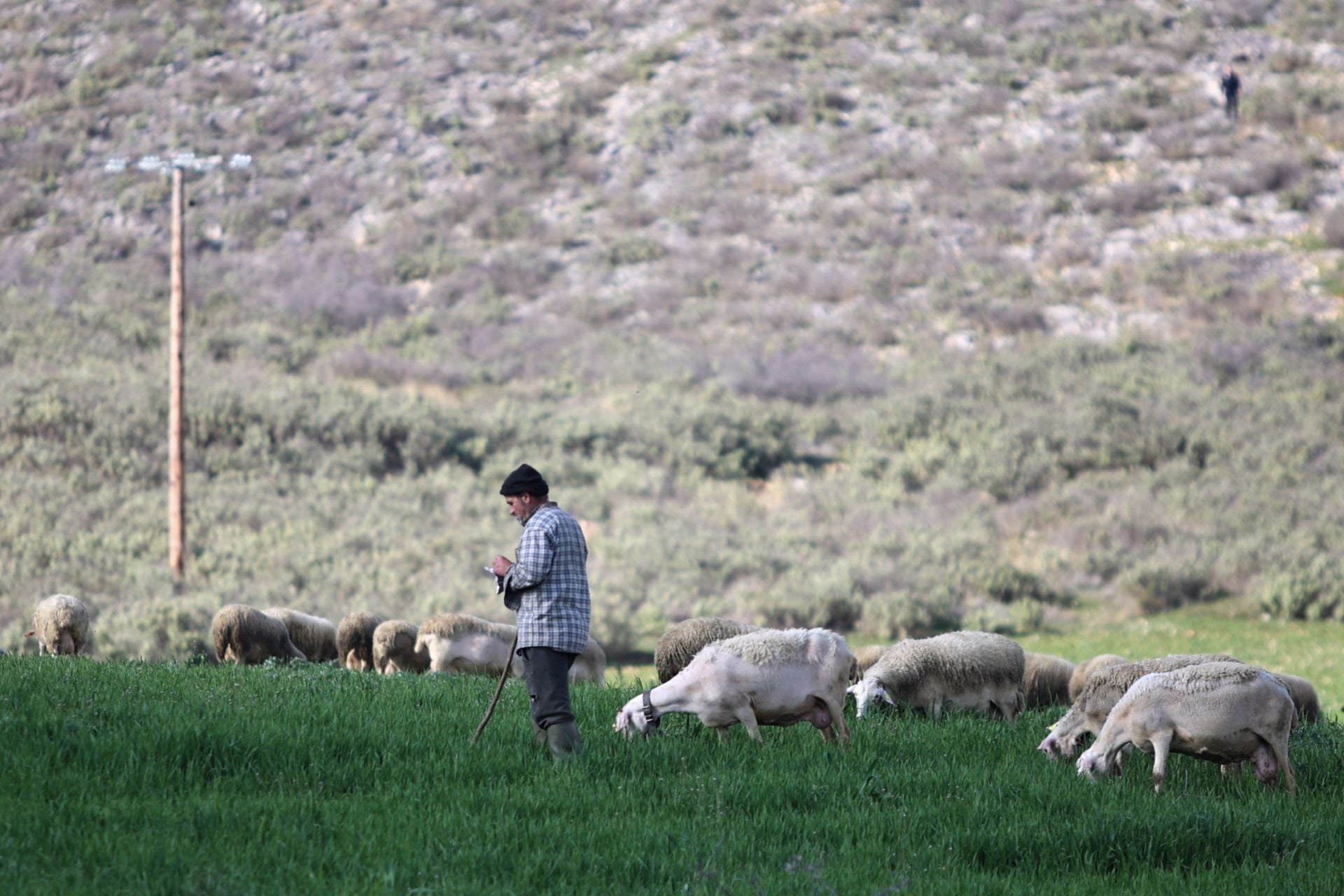 Πιερία: Κτηνοτρόφος αυτοκτόνησε αφού του θανάτωσαν 1.000 ζώα λόγω ευλογιάς