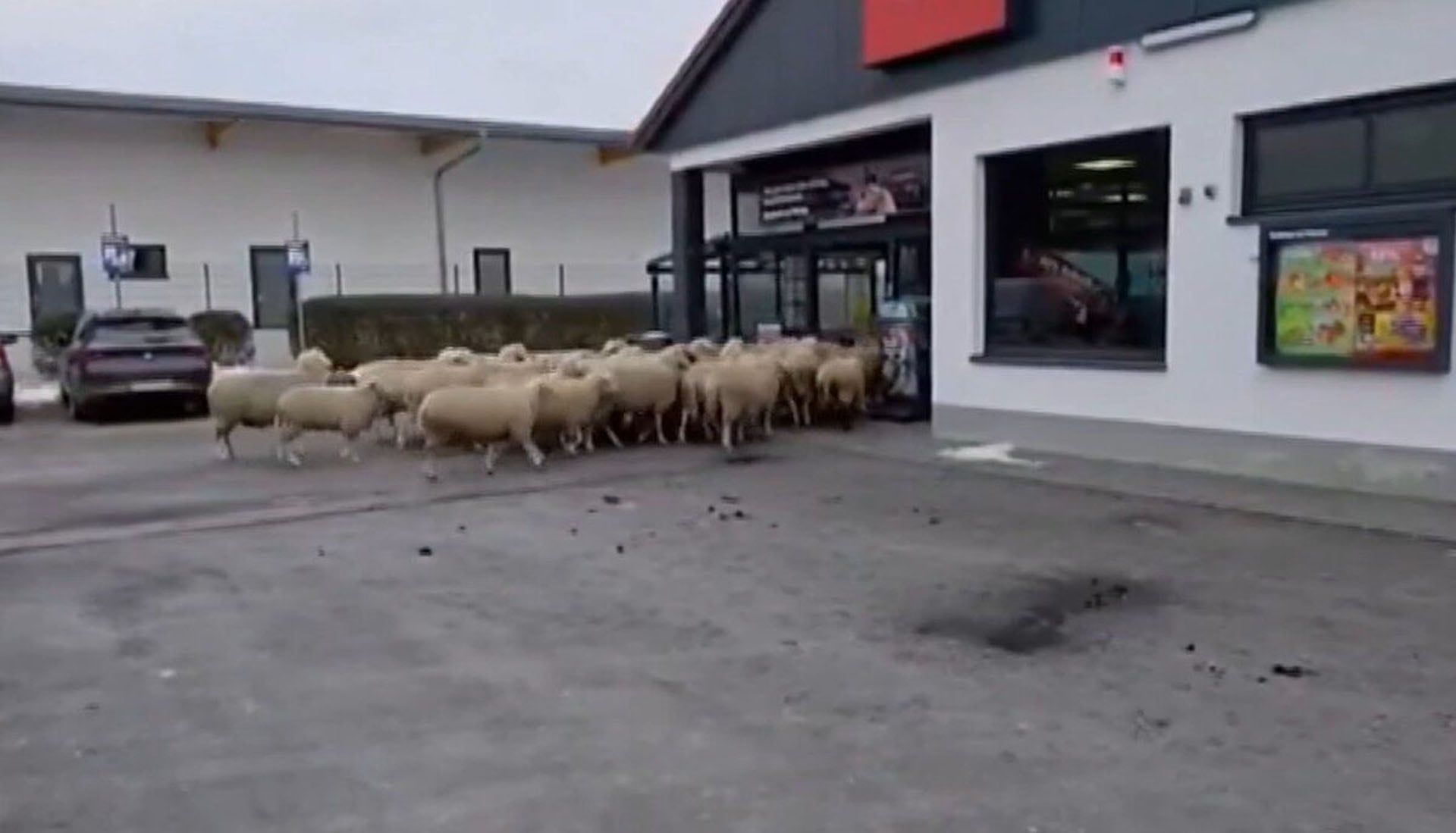 Ολόκληρο κοπάδι πρόβατα μπούκαρε σε… σούπερ μάρκετ!