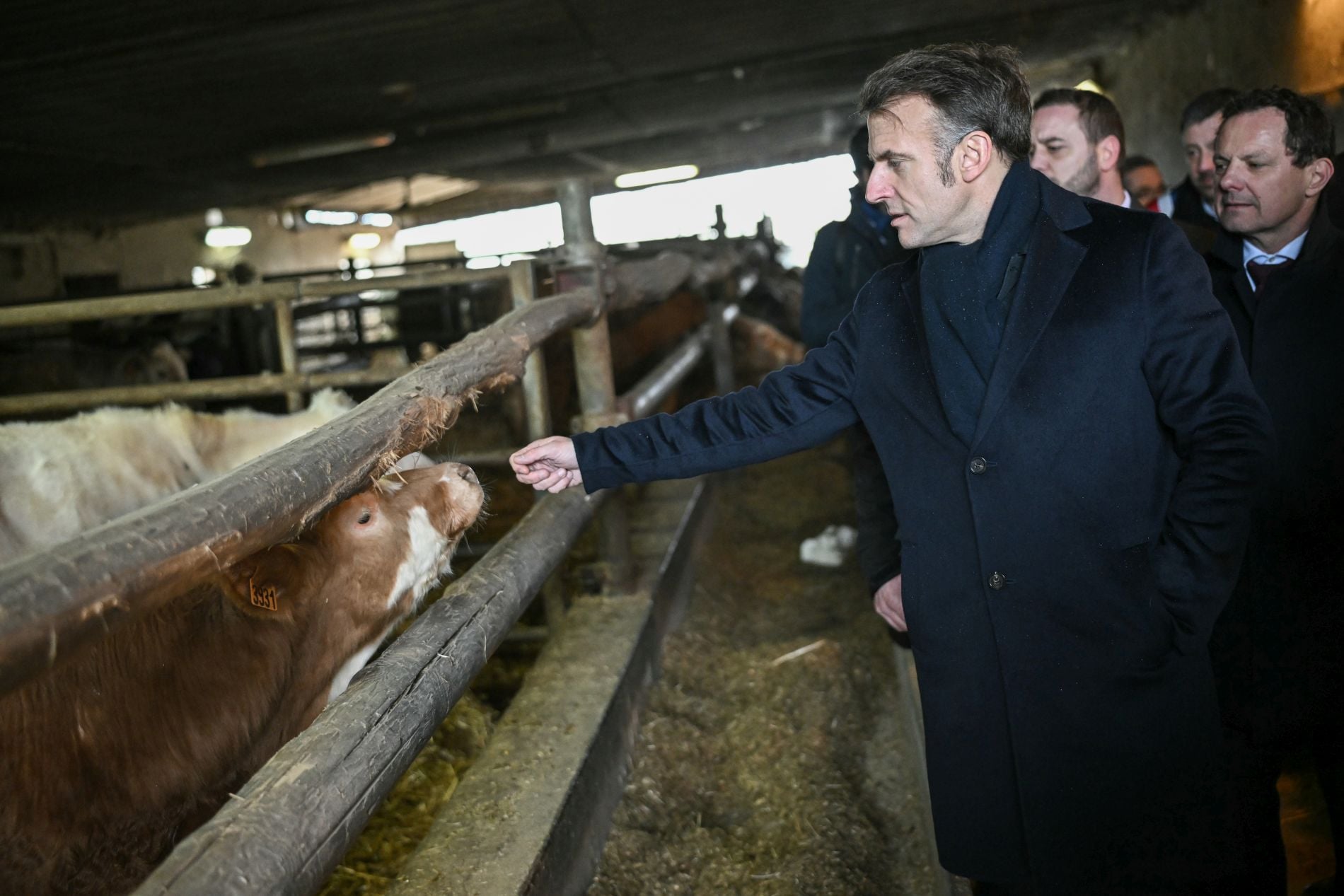 Μακρόν, αγελάδα